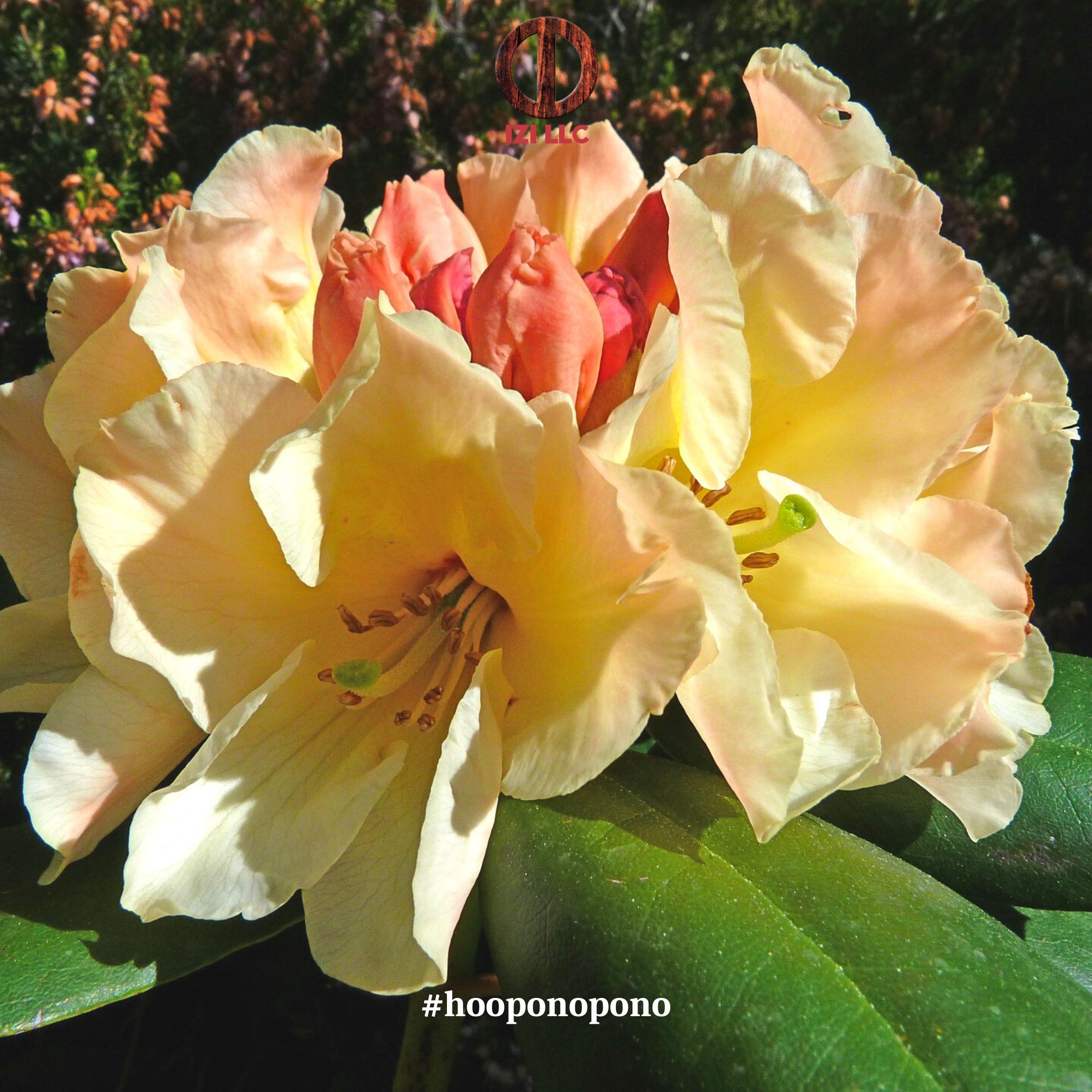 20230515 - Ho'oponopono Official