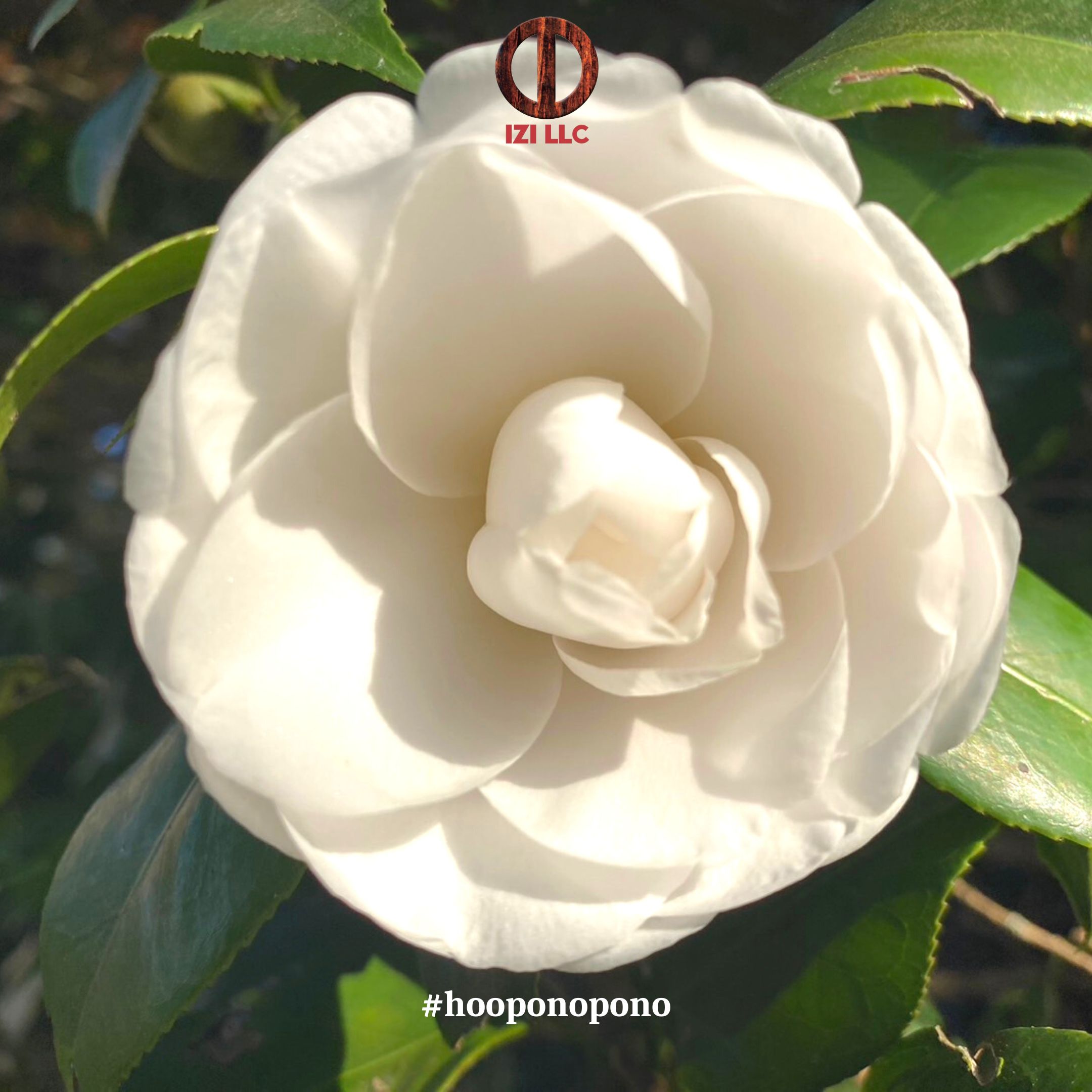 20230619 - Ho'oponopono Official