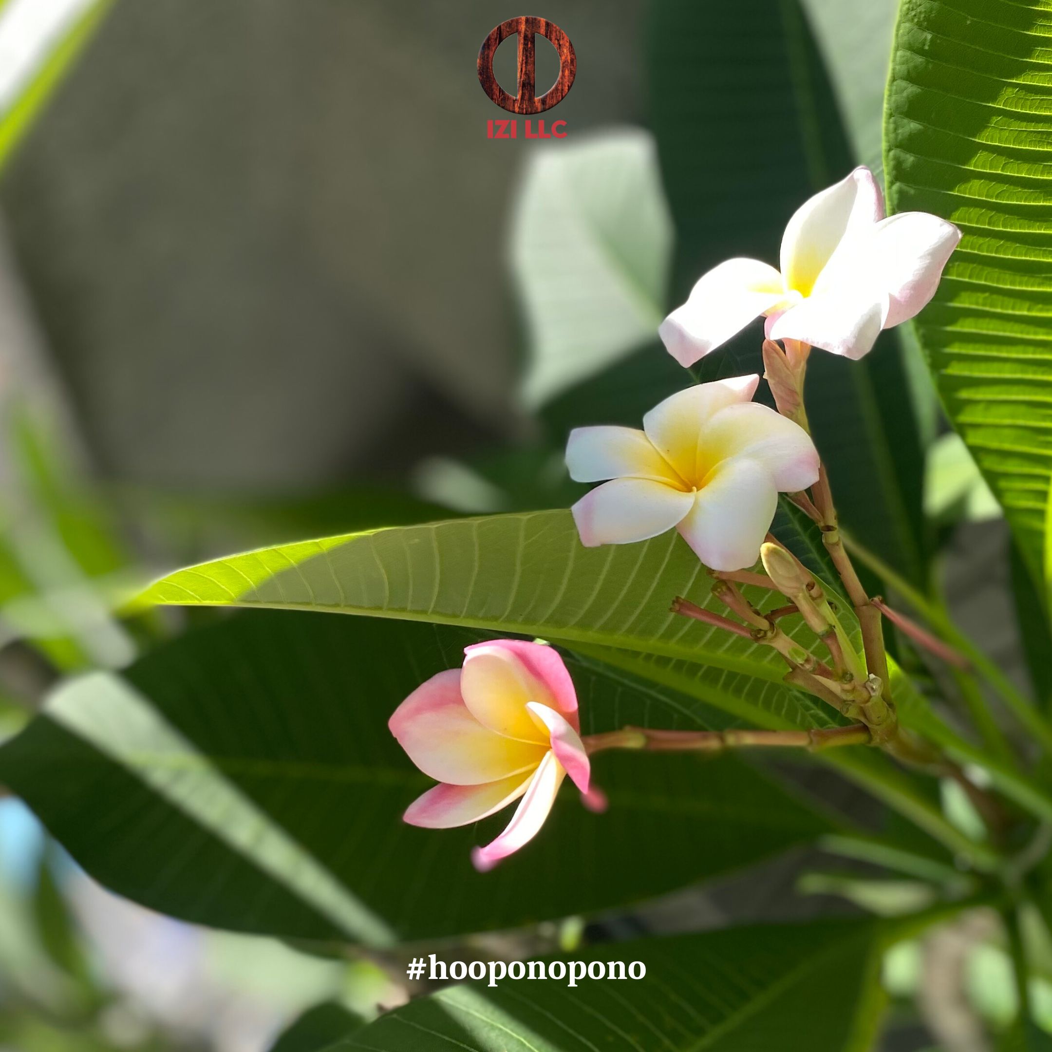 20230710 - Ho'oponopono Official