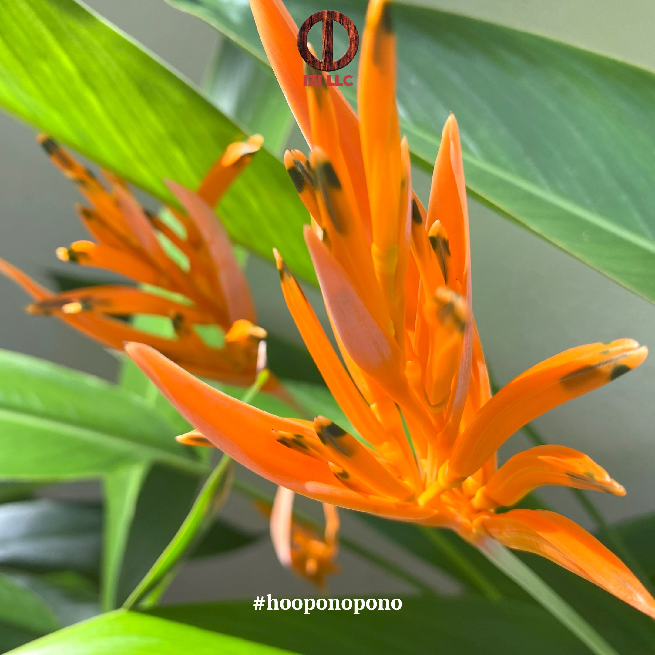 20230911 - Ho'oponopono Official