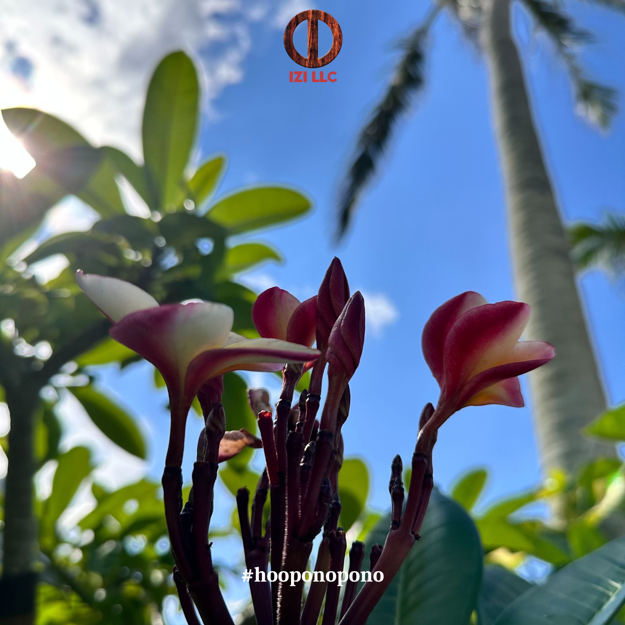 - Ho'oponopono Official