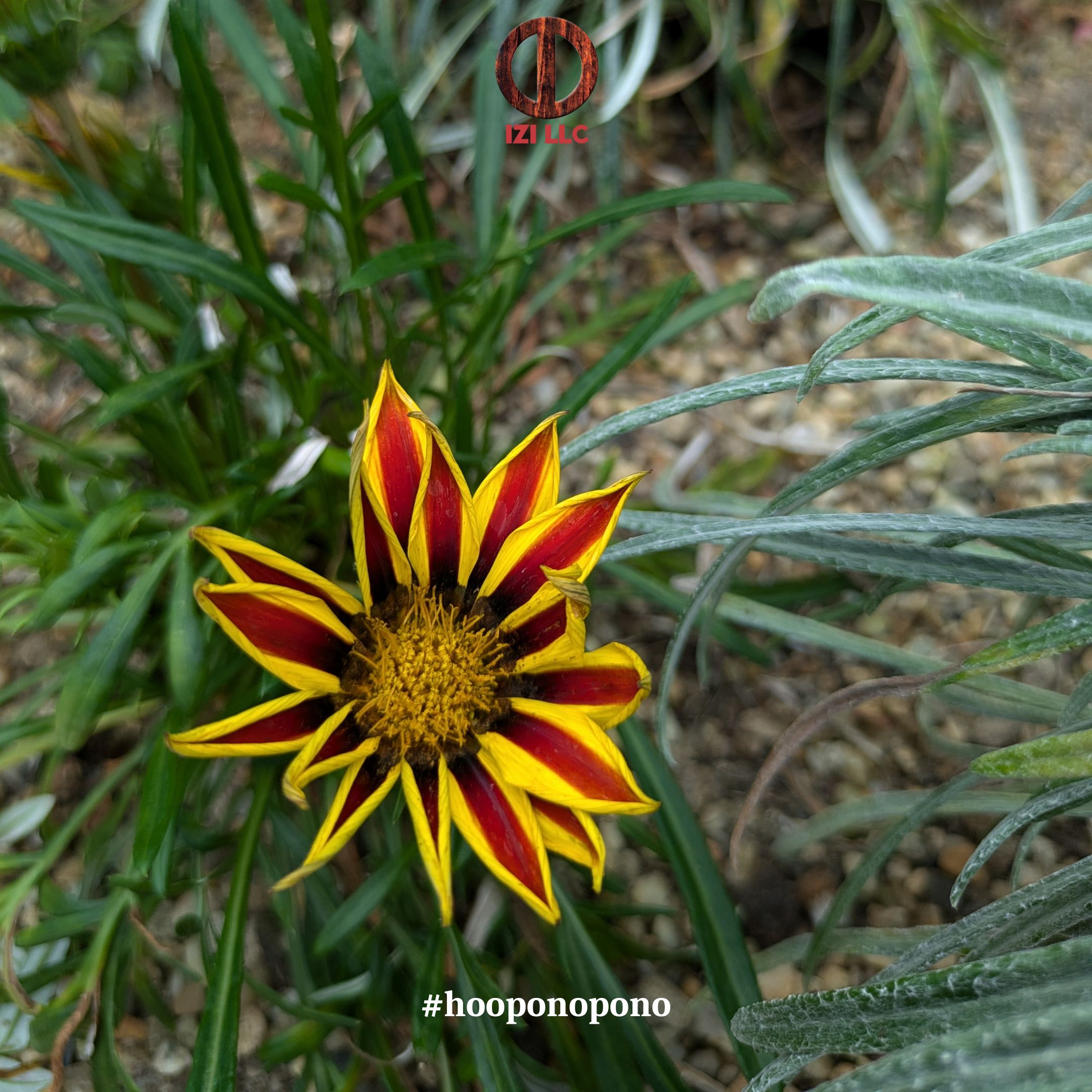 20241021 - Ho'oponopono Official