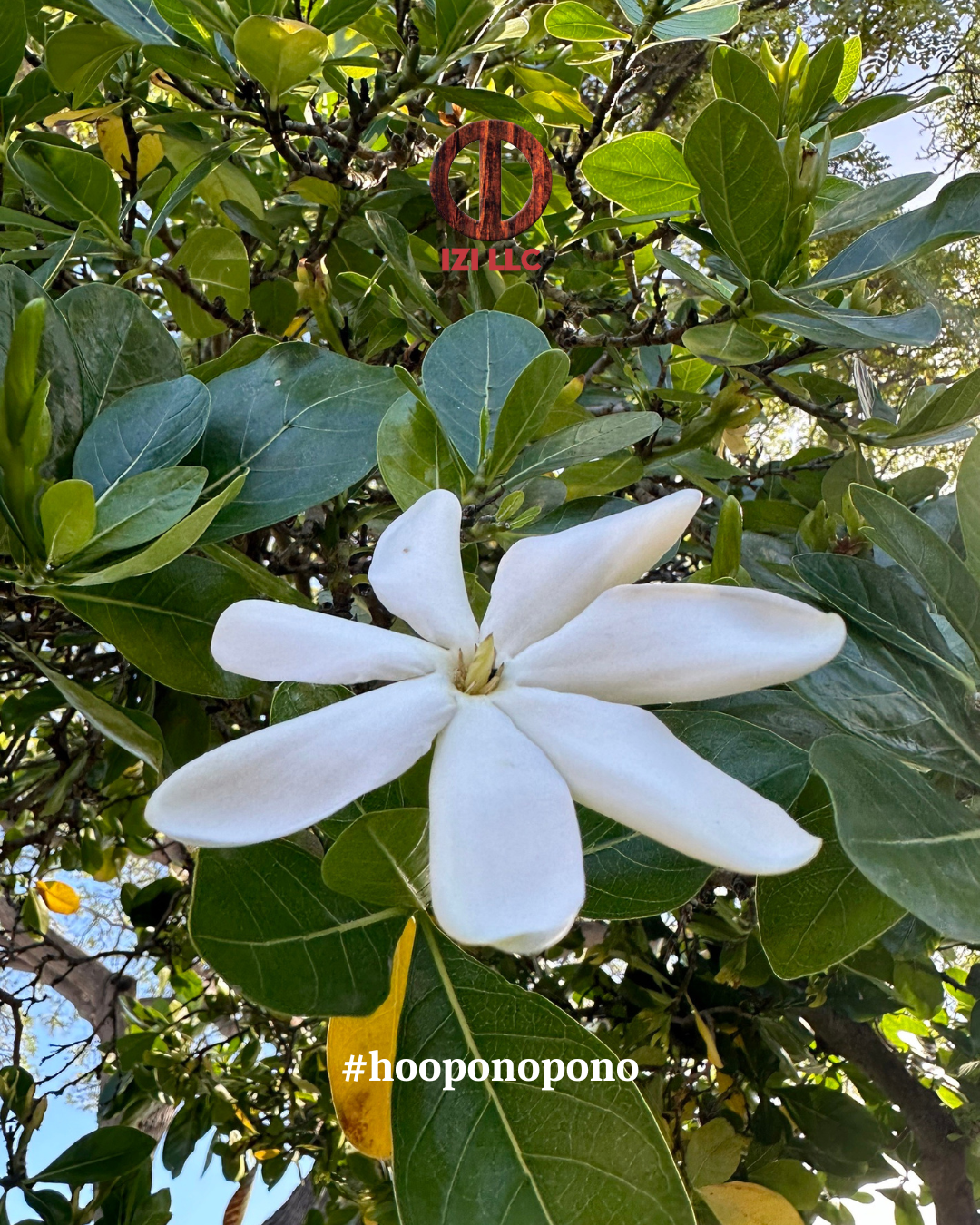 20251020 - Ho'oponopono Official