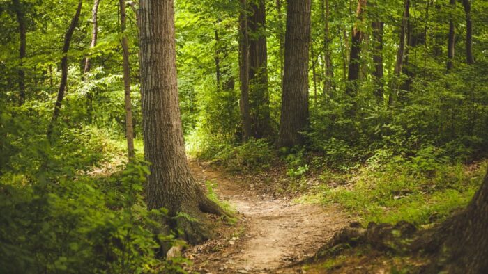Sunlit forest trail winding through dense green trees and undergrowth.