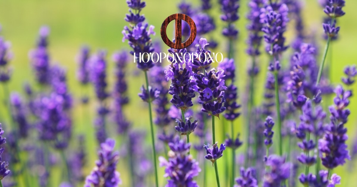 Lavender flowers in a sunlit field with a round logo and stylized text overlaid in the center.